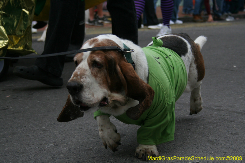 2009-Mystic-Krewe-of-Barkus-Mardi-Gras-French-Quarter-New-Orleans-Dog-Parade-0542