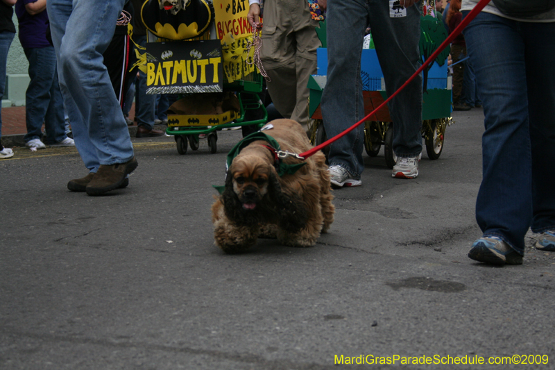 2009-Mystic-Krewe-of-Barkus-Mardi-Gras-French-Quarter-New-Orleans-Dog-Parade-0543