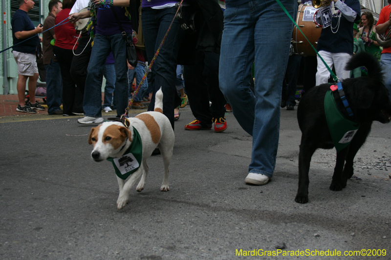 2009-Mystic-Krewe-of-Barkus-Mardi-Gras-French-Quarter-New-Orleans-Dog-Parade-0545