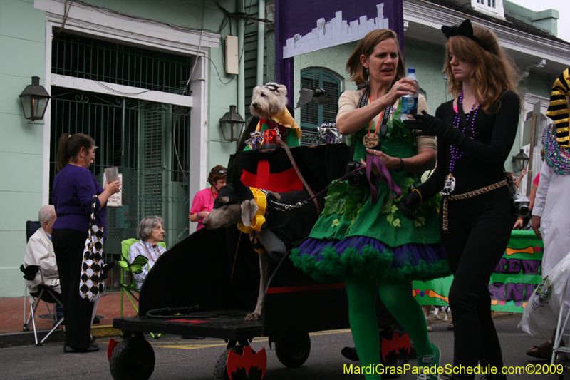 2009-Mystic-Krewe-of-Barkus-Mardi-Gras-French-Quarter-New-Orleans-Dog-Parade-0547