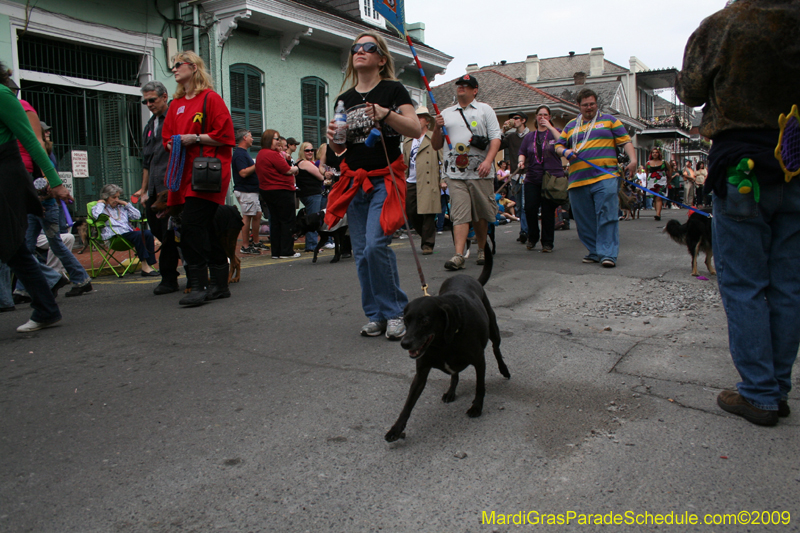 2009-Mystic-Krewe-of-Barkus-Mardi-Gras-French-Quarter-New-Orleans-Dog-Parade-0549