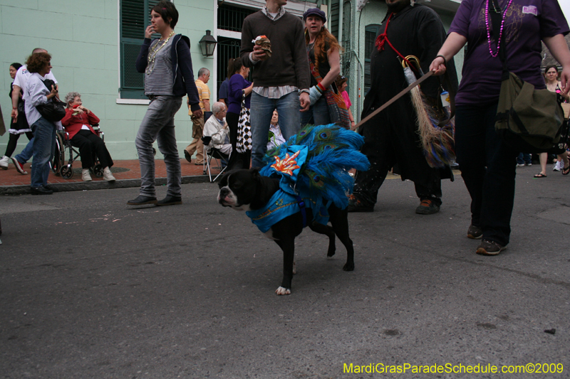 2009-Mystic-Krewe-of-Barkus-Mardi-Gras-French-Quarter-New-Orleans-Dog-Parade-0552