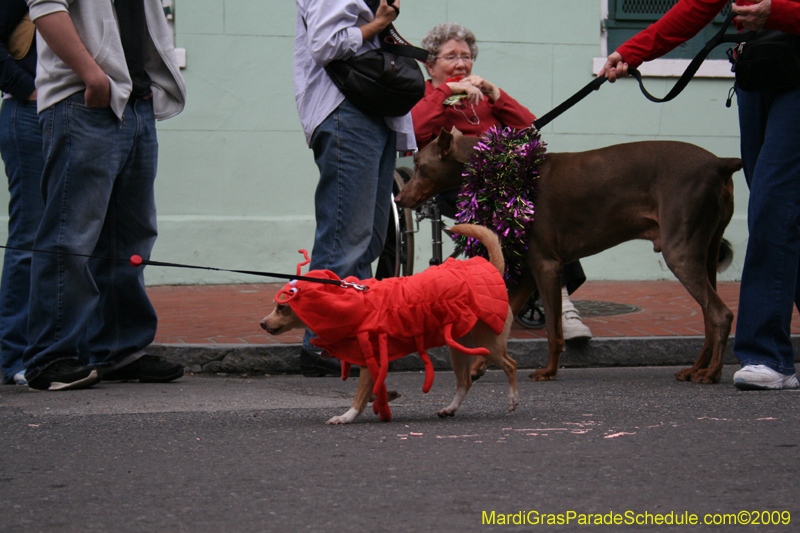 2009-Mystic-Krewe-of-Barkus-Mardi-Gras-French-Quarter-New-Orleans-Dog-Parade-0553