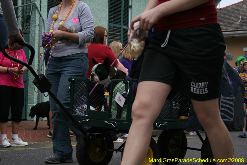 2009-Mystic-Krewe-of-Barkus-Mardi-Gras-French-Quarter-New-Orleans-Dog-Parade-0554