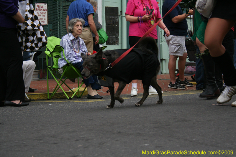 2009-Mystic-Krewe-of-Barkus-Mardi-Gras-French-Quarter-New-Orleans-Dog-Parade-0556