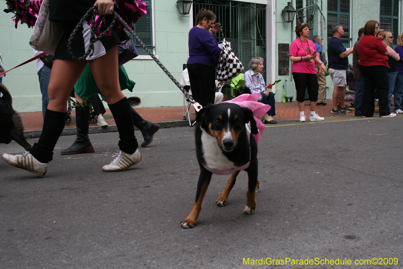 2009-Mystic-Krewe-of-Barkus-Mardi-Gras-French-Quarter-New-Orleans-Dog-Parade-0557