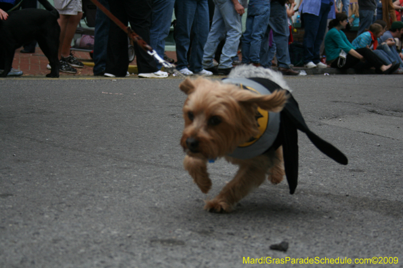 2009-Mystic-Krewe-of-Barkus-Mardi-Gras-French-Quarter-New-Orleans-Dog-Parade-0560