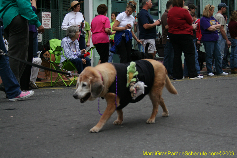 2009-Mystic-Krewe-of-Barkus-Mardi-Gras-French-Quarter-New-Orleans-Dog-Parade-0561