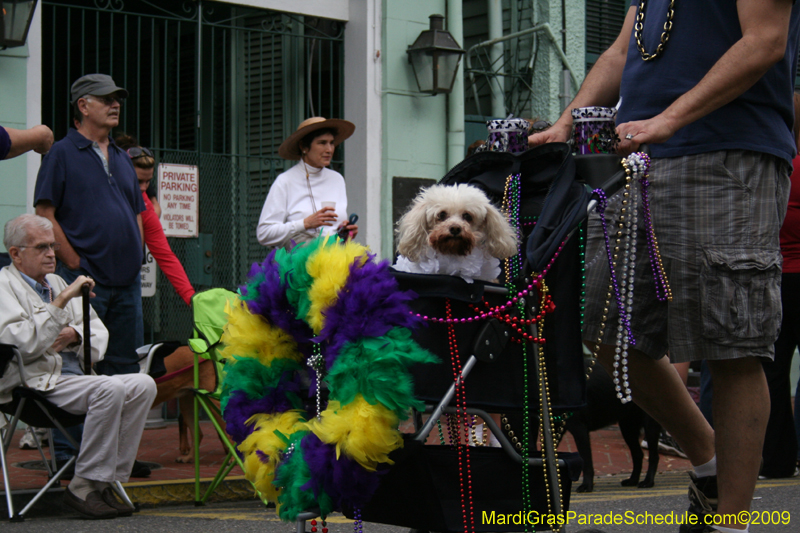 2009-Mystic-Krewe-of-Barkus-Mardi-Gras-French-Quarter-New-Orleans-Dog-Parade-0562