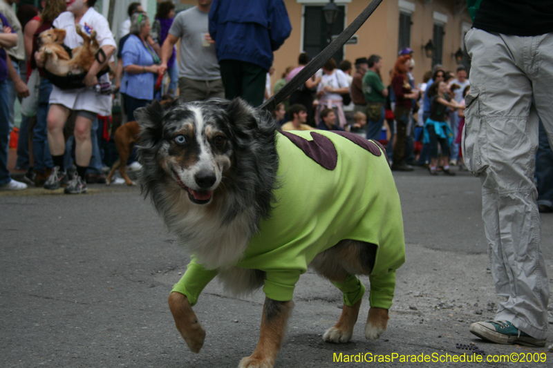 2009-Mystic-Krewe-of-Barkus-Mardi-Gras-French-Quarter-New-Orleans-Dog-Parade-0563