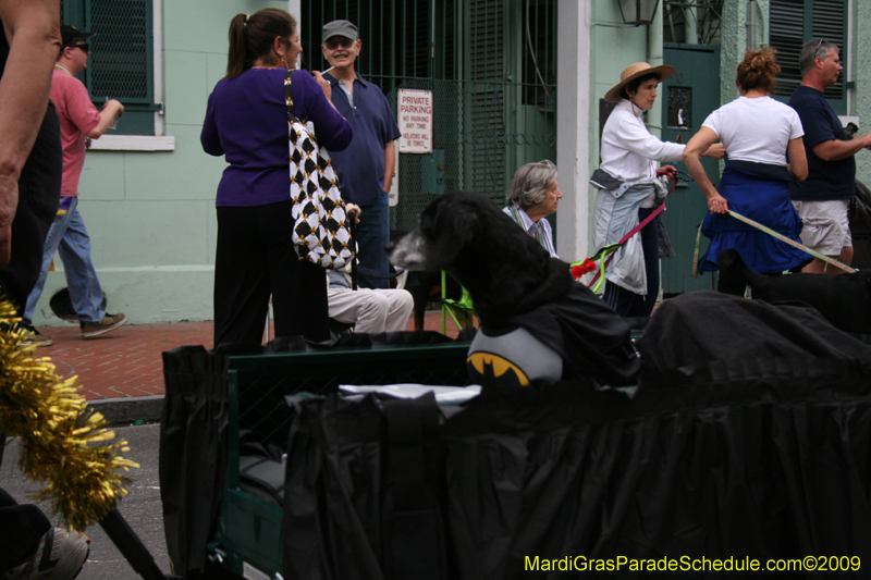 2009-Mystic-Krewe-of-Barkus-Mardi-Gras-French-Quarter-New-Orleans-Dog-Parade-0566