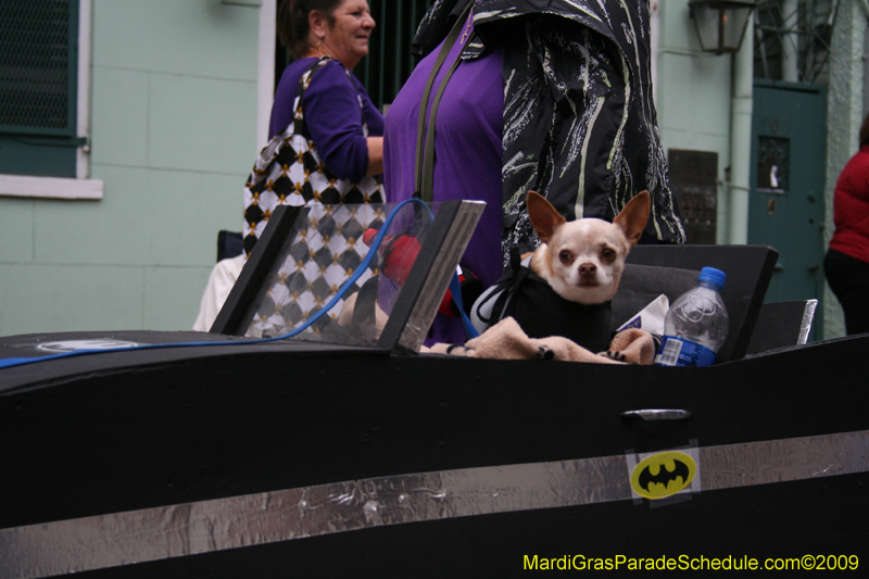 2009-Mystic-Krewe-of-Barkus-Mardi-Gras-French-Quarter-New-Orleans-Dog-Parade-0567