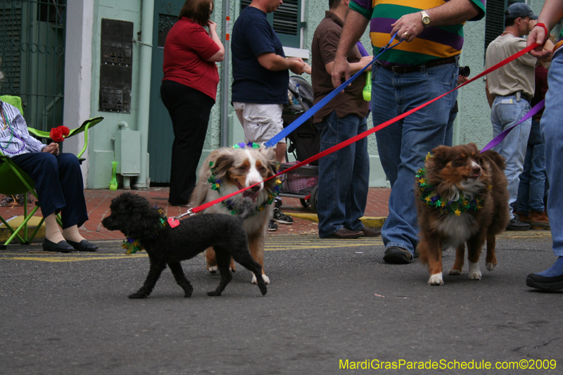 2009-Mystic-Krewe-of-Barkus-Mardi-Gras-French-Quarter-New-Orleans-Dog-Parade-0568