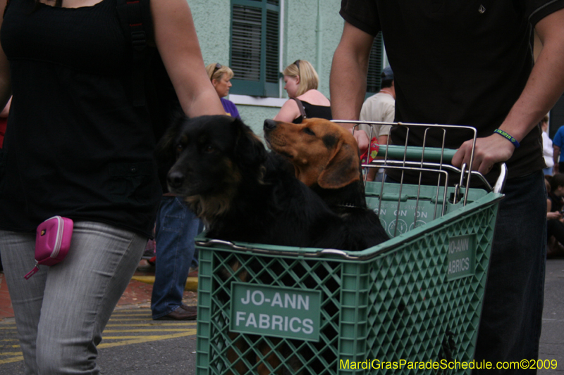 2009-Mystic-Krewe-of-Barkus-Mardi-Gras-French-Quarter-New-Orleans-Dog-Parade-0569