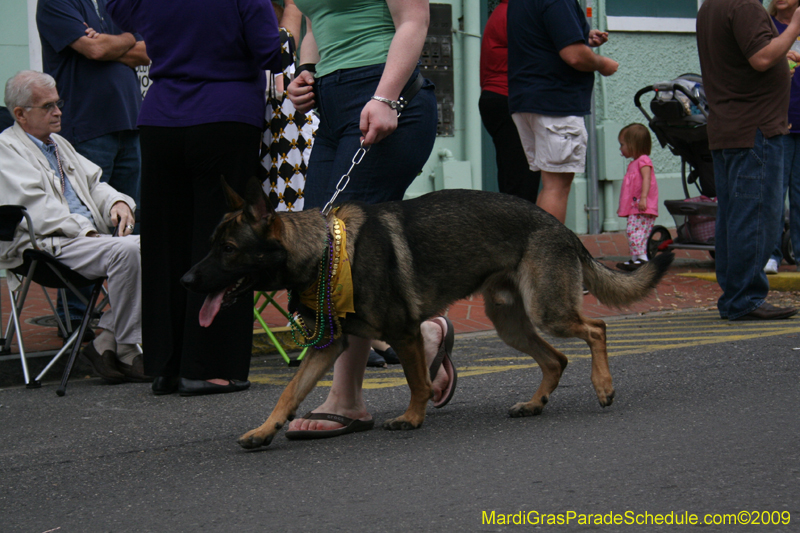 2009-Mystic-Krewe-of-Barkus-Mardi-Gras-French-Quarter-New-Orleans-Dog-Parade-0570