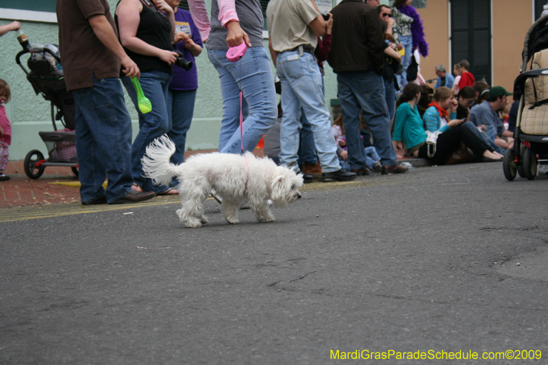 2009-Mystic-Krewe-of-Barkus-Mardi-Gras-French-Quarter-New-Orleans-Dog-Parade-0572