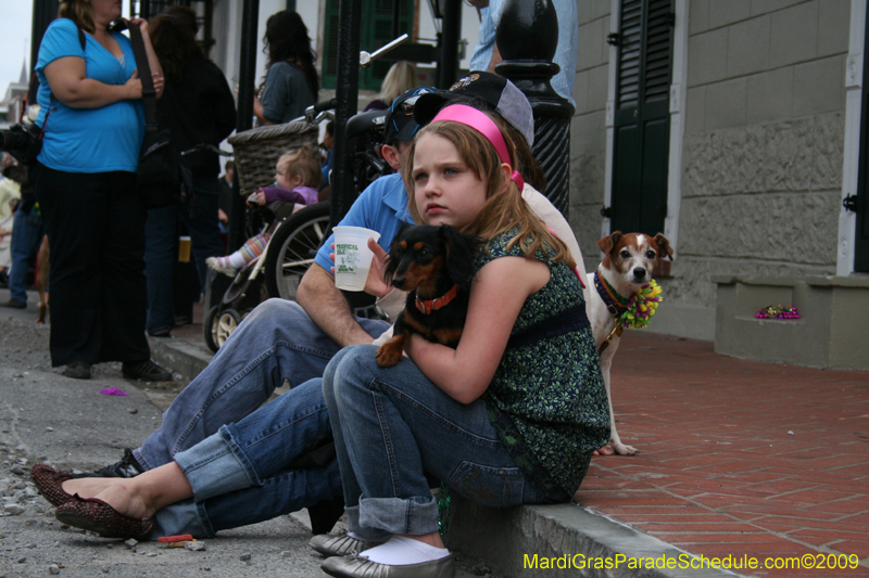 2009-Mystic-Krewe-of-Barkus-Mardi-Gras-French-Quarter-New-Orleans-Dog-Parade-0573