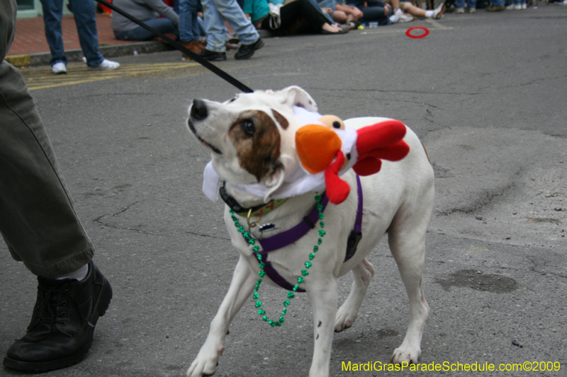 2009-Mystic-Krewe-of-Barkus-Mardi-Gras-French-Quarter-New-Orleans-Dog-Parade-0574