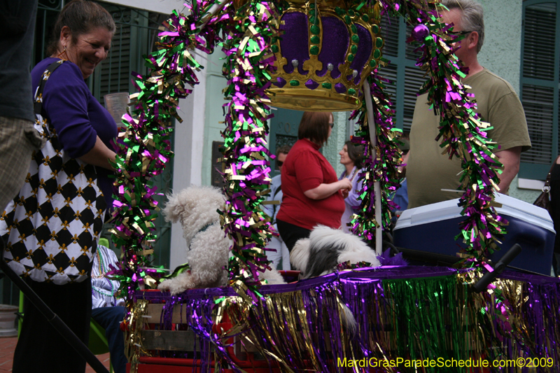 2009-Mystic-Krewe-of-Barkus-Mardi-Gras-French-Quarter-New-Orleans-Dog-Parade-0576