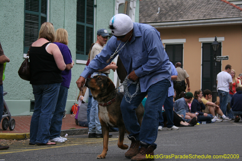 2009-Mystic-Krewe-of-Barkus-Mardi-Gras-French-Quarter-New-Orleans-Dog-Parade-0577