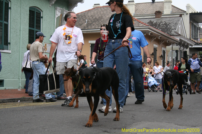 2009-Mystic-Krewe-of-Barkus-Mardi-Gras-French-Quarter-New-Orleans-Dog-Parade-0578