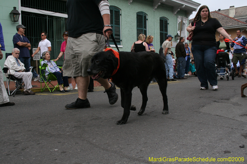 2009-Mystic-Krewe-of-Barkus-Mardi-Gras-French-Quarter-New-Orleans-Dog-Parade-0580