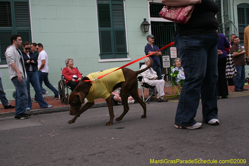 2009-Mystic-Krewe-of-Barkus-Mardi-Gras-French-Quarter-New-Orleans-Dog-Parade-0581