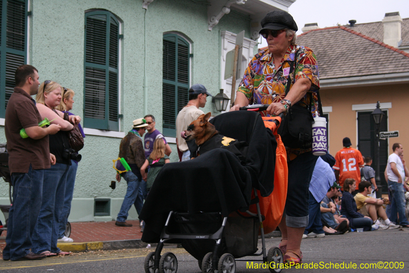 2009-Mystic-Krewe-of-Barkus-Mardi-Gras-French-Quarter-New-Orleans-Dog-Parade-0582