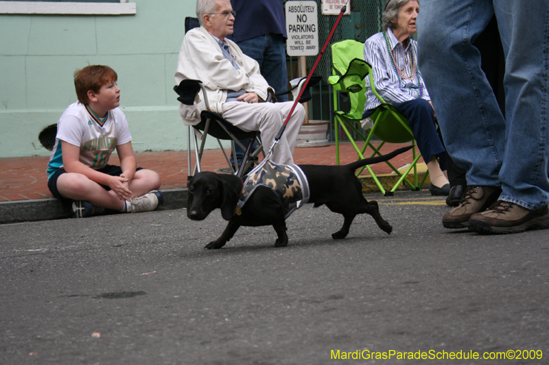 2009-Mystic-Krewe-of-Barkus-Mardi-Gras-French-Quarter-New-Orleans-Dog-Parade-0584