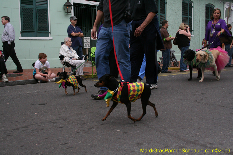 2009-Mystic-Krewe-of-Barkus-Mardi-Gras-French-Quarter-New-Orleans-Dog-Parade-0585