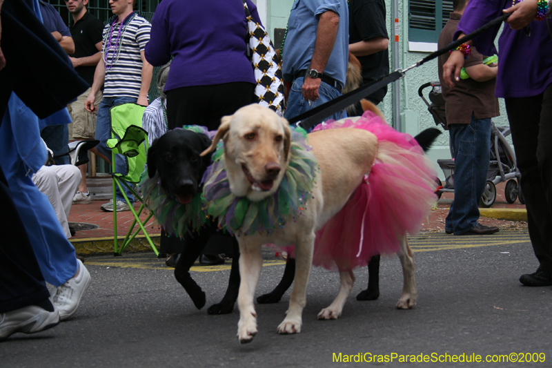 2009-Mystic-Krewe-of-Barkus-Mardi-Gras-French-Quarter-New-Orleans-Dog-Parade-0586