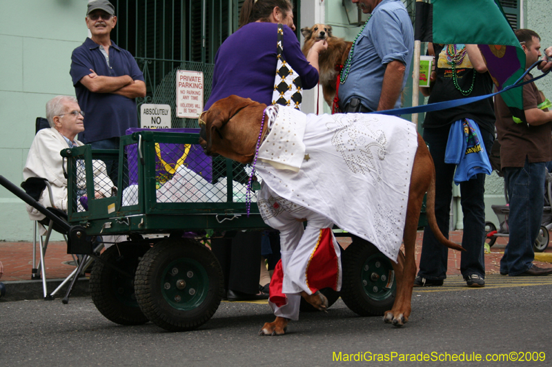 2009-Mystic-Krewe-of-Barkus-Mardi-Gras-French-Quarter-New-Orleans-Dog-Parade-0587