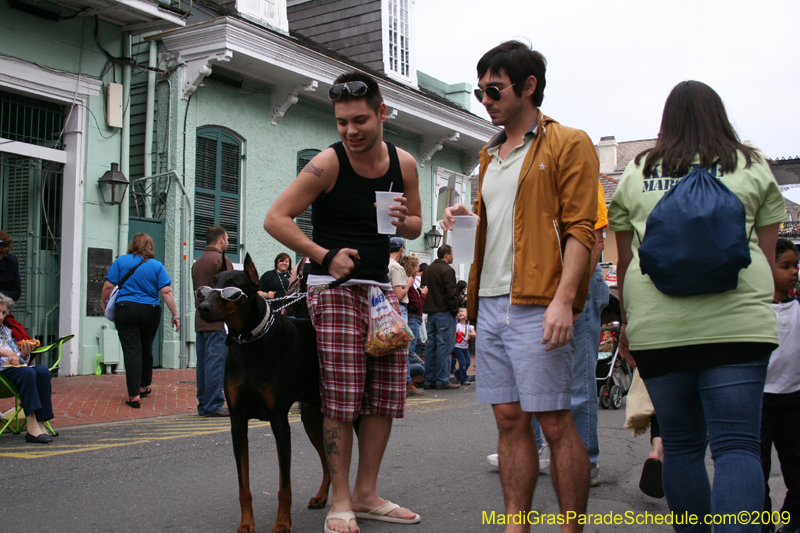 2009-Mystic-Krewe-of-Barkus-Mardi-Gras-French-Quarter-New-Orleans-Dog-Parade-0591