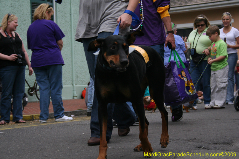 2009-Mystic-Krewe-of-Barkus-Mardi-Gras-French-Quarter-New-Orleans-Dog-Parade-0595