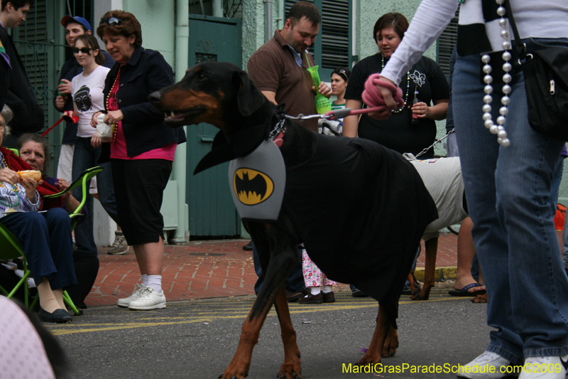 2009-Mystic-Krewe-of-Barkus-Mardi-Gras-French-Quarter-New-Orleans-Dog-Parade-0599