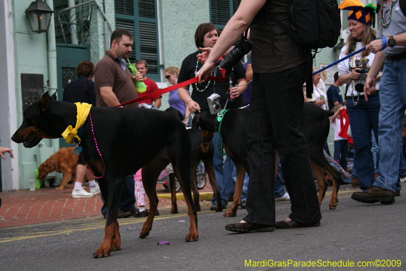 2009-Mystic-Krewe-of-Barkus-Mardi-Gras-French-Quarter-New-Orleans-Dog-Parade-0600