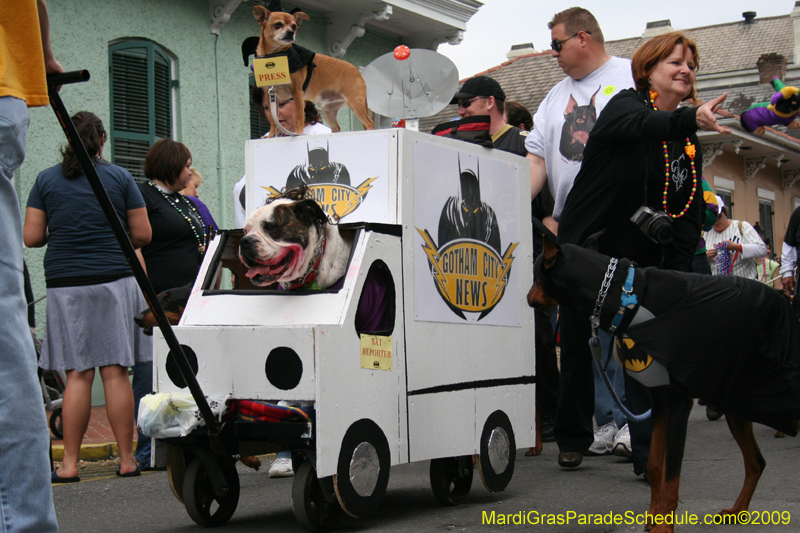 2009-Mystic-Krewe-of-Barkus-Mardi-Gras-French-Quarter-New-Orleans-Dog-Parade-0601