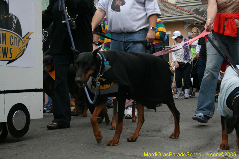 2009-Mystic-Krewe-of-Barkus-Mardi-Gras-French-Quarter-New-Orleans-Dog-Parade-0602