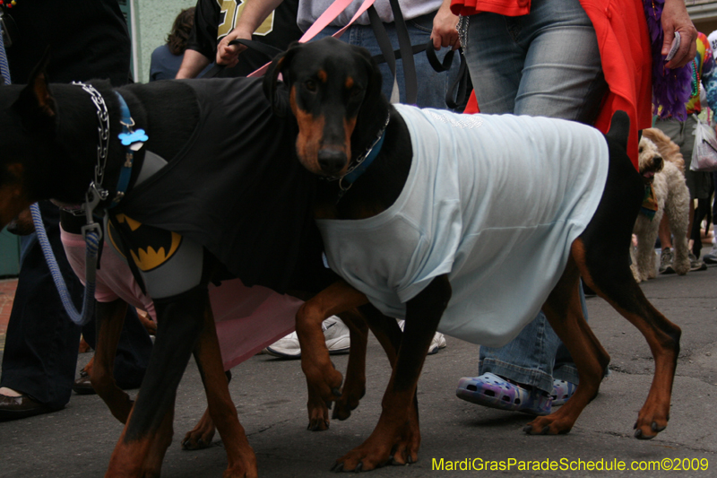 2009-Mystic-Krewe-of-Barkus-Mardi-Gras-French-Quarter-New-Orleans-Dog-Parade-0603