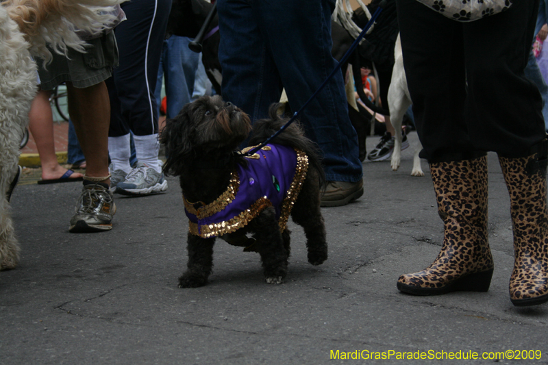 2009-Mystic-Krewe-of-Barkus-Mardi-Gras-French-Quarter-New-Orleans-Dog-Parade-0605
