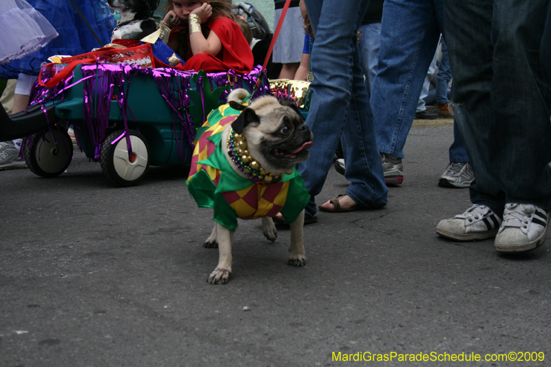2009-Mystic-Krewe-of-Barkus-Mardi-Gras-French-Quarter-New-Orleans-Dog-Parade-0607