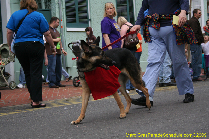 2009-Mystic-Krewe-of-Barkus-Mardi-Gras-French-Quarter-New-Orleans-Dog-Parade-0610