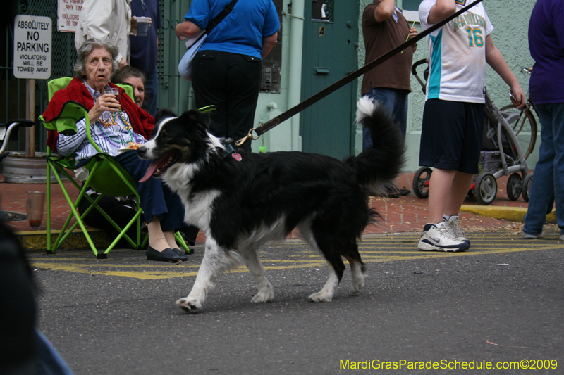 2009-Mystic-Krewe-of-Barkus-Mardi-Gras-French-Quarter-New-Orleans-Dog-Parade-0611