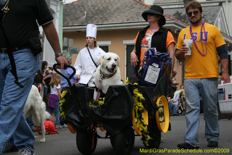 2009-Mystic-Krewe-of-Barkus-Mardi-Gras-French-Quarter-New-Orleans-Dog-Parade-0613