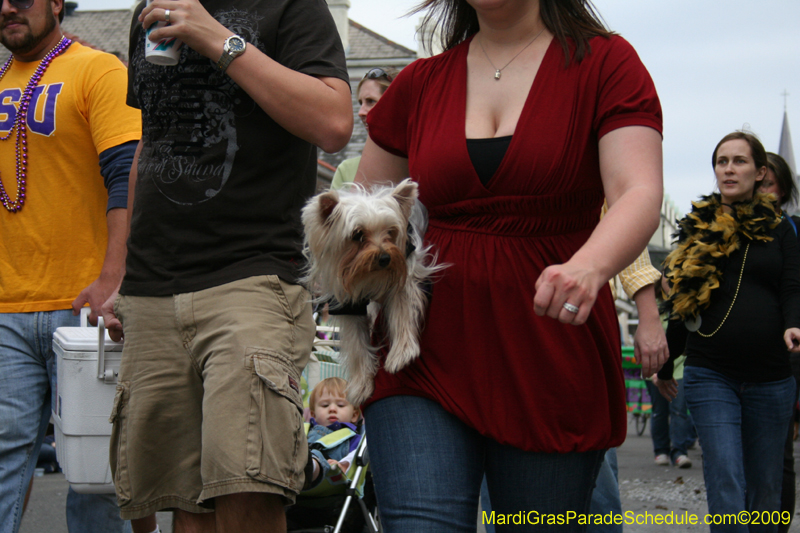 2009-Mystic-Krewe-of-Barkus-Mardi-Gras-French-Quarter-New-Orleans-Dog-Parade-0614