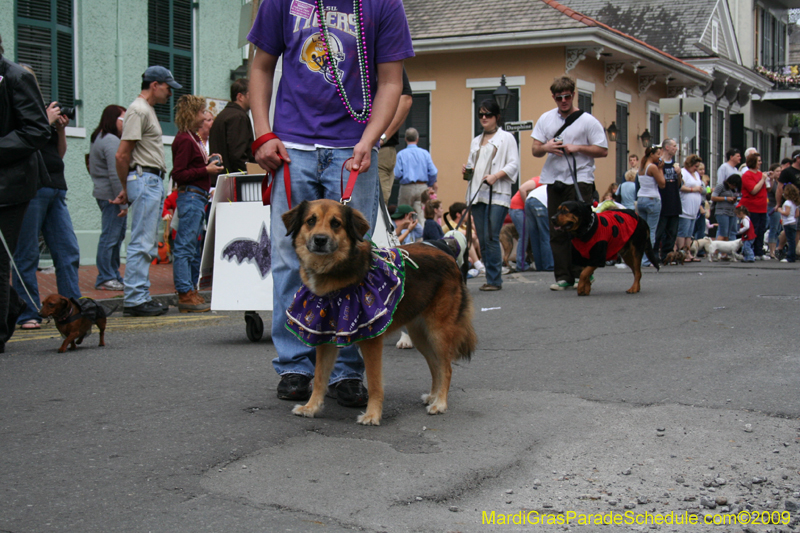 2009-Mystic-Krewe-of-Barkus-Mardi-Gras-French-Quarter-New-Orleans-Dog-Parade-0617