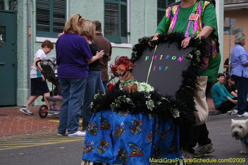 2009-Mystic-Krewe-of-Barkus-Mardi-Gras-French-Quarter-New-Orleans-Dog-Parade-0618