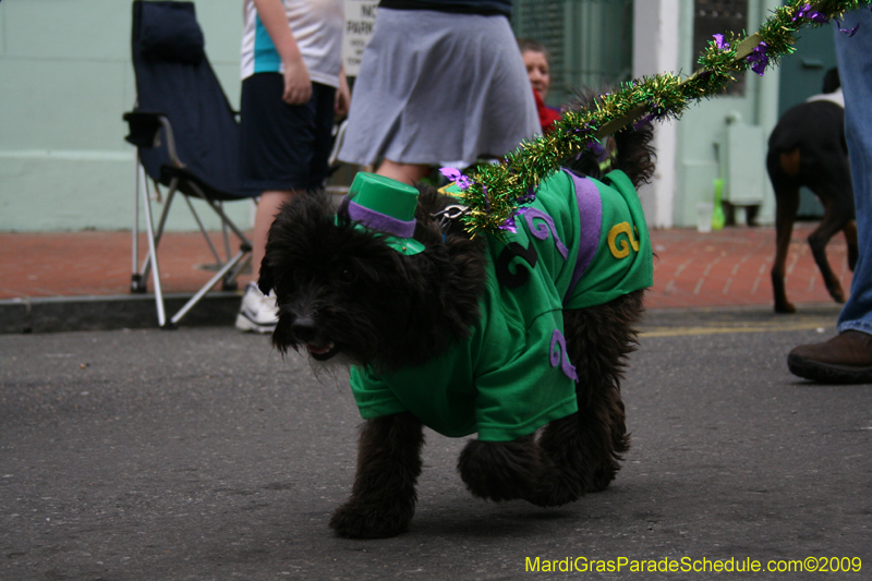 2009-Mystic-Krewe-of-Barkus-Mardi-Gras-French-Quarter-New-Orleans-Dog-Parade-0623
