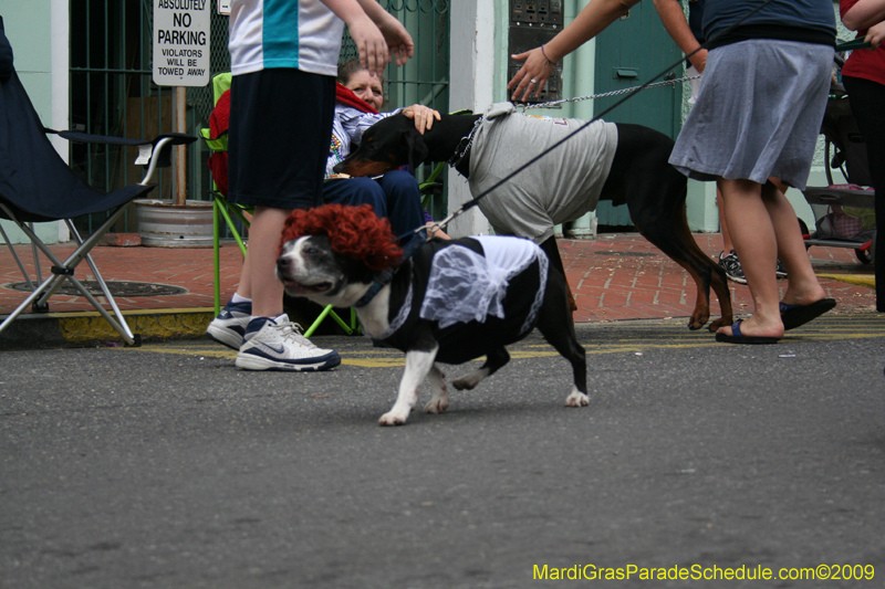 2009-Mystic-Krewe-of-Barkus-Mardi-Gras-French-Quarter-New-Orleans-Dog-Parade-0625