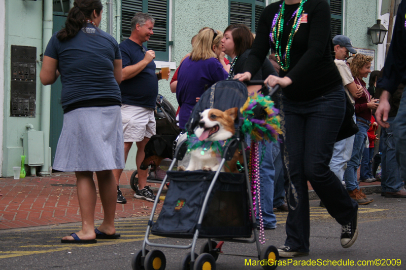 2009-Mystic-Krewe-of-Barkus-Mardi-Gras-French-Quarter-New-Orleans-Dog-Parade-0626